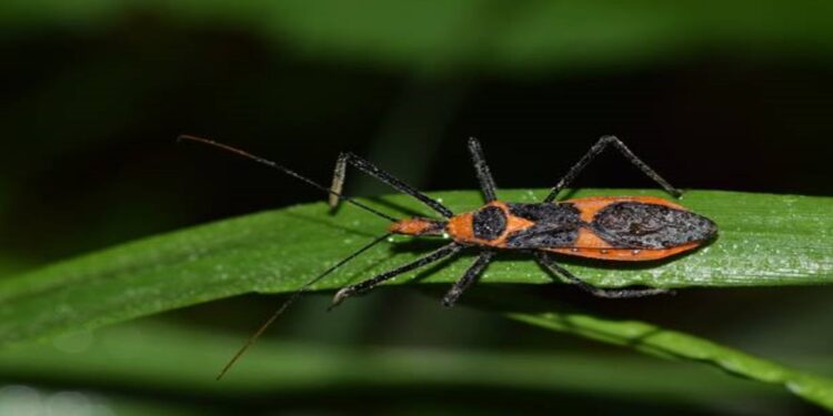 Crean bioinsectividad para controlar el chipo en el país