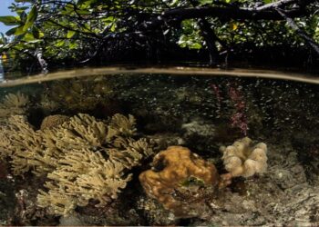 Aumento de la temperatura del mar afecta los corales y manglares venezolanos