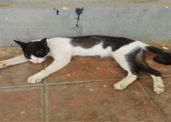 Proyecto CAIRO impulsa atención integral a los animales en situación de abandono en Maracaibo (+Video)