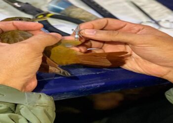 Primer proyecto de monitoreo y anillado de aves se desarrolla en el Parque Nacional Henri Pittier