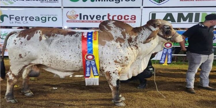 Gobernación Bolivariana reconoce a criadores de las razas más destacadas en Expoferia Ganadera de El Laberinto
