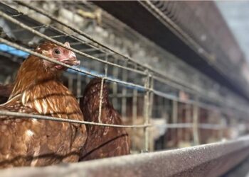 San Francisco se consolida como territorio clave para la soberanía agroalimentaria del Zulia