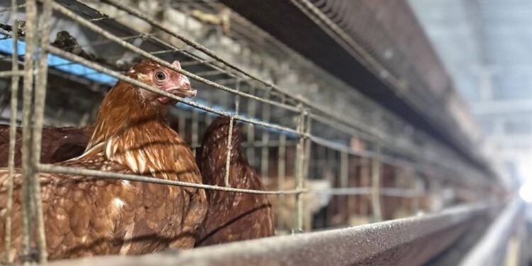 San Francisco se consolida como territorio clave para la soberanía agroalimentaria del Zulia