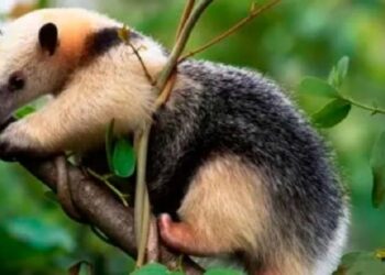 ¡Un espectáculo natural en Caracas!  Liberan especies en el Ávila