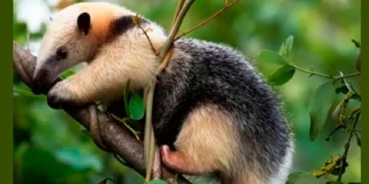 ¡Un espectáculo natural en Caracas! Liberan especies en el Ávila