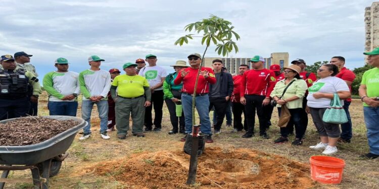 Exitosa jornada de plantación de árboles en la Vereda del Lago 2