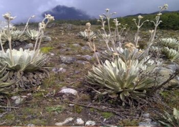 Biodiversidad Andina: Investigadores estudian ecosistema en los frailejones del Páramo de Mérida