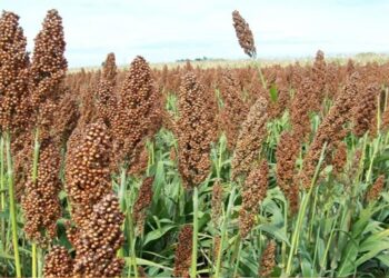 Se prevé sembrar 30 mil hectáreas de sorgo para el 2026