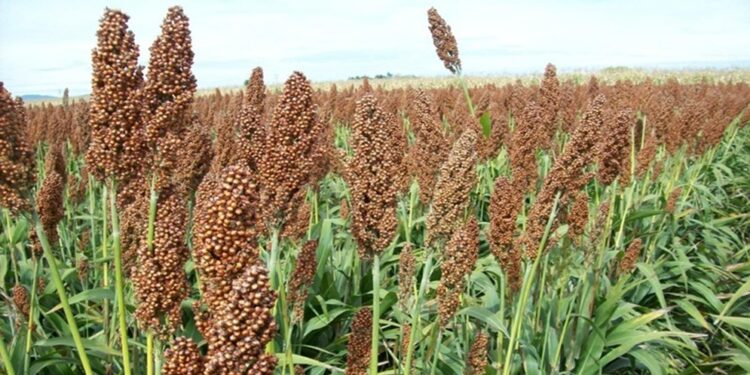 Se prevé sembrar 30 mil hectáreas de sorgo para el 2026