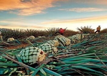 El agave cocuy abre un nuevo capítulo a la conquista de mercados internacionales