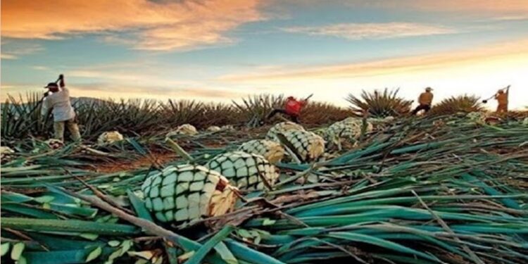 El agave cocuy abre un nuevo capítulo a la conquista de mercados internacionales