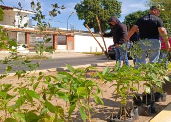 Alcaldía de Maracaibo realiza jornada de arborización en la Prolongación Circunvalación 2