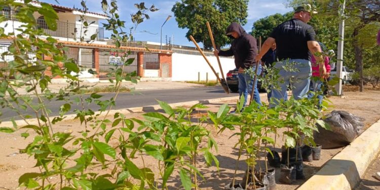 Alcaldía de Maracaibo realiza jornada de arborización en la Prolongación Circunvalación 2