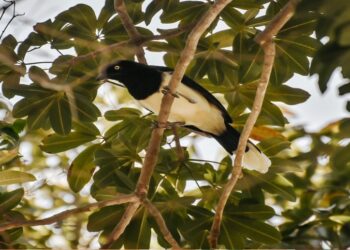 Liberan más de 100 aves silvestres en el Jardín Botánico de Maracaibo ¡Fortalecer la biodiversidad en el Zulia!