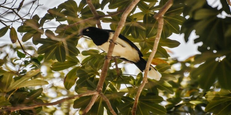 Liberan más de 100 aves silvestres en el Jardín Botánico de Maracaibo ¡Fortalecer la biodiversidad en el Zulia!