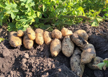 El lado oscuro de las papas: ¿cuándo se vuelven tóxicas?