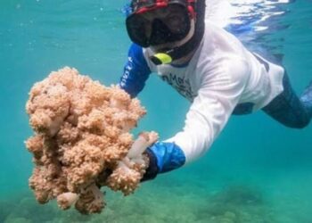 Fortalecen gestión para combatir Unomia stolonifera en el país