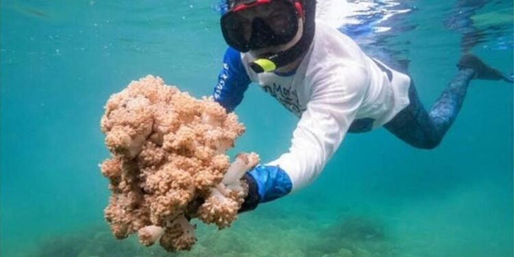 Fortalecen gestión para combatir Unomia stolonifera en el país