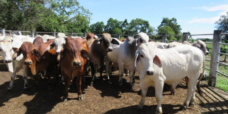Ejemplares Brahman ingresan al país para fortalecer rebaño nacional