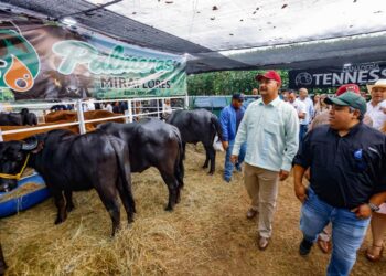 ¡Motor agropecuario! El plan ‘Zulia Potencia’ toma las riendas en la Feria de San José