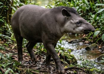 Gobierno nacional establece alianzas para la protección de la danta y de especies endémicas