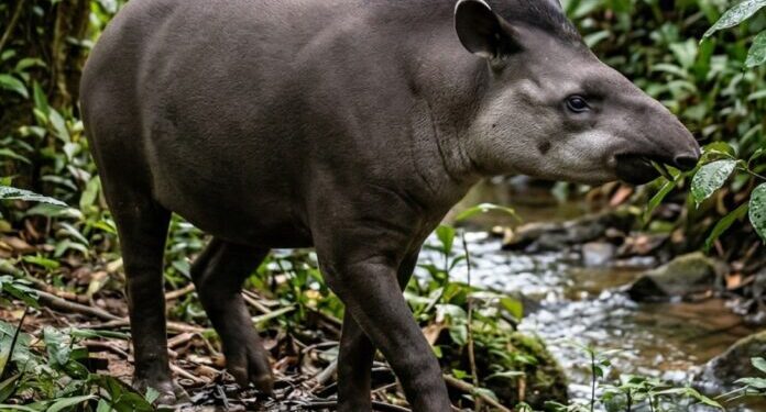 Gobierno nacional establece alianzas para la protección de la danta y de especies endémicas