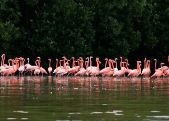 Zulia: Inicia cortejo de los flamencos en la Ciénaga de Los Olivitos