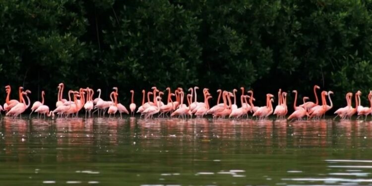 Zulia: Inicia cortejo de los flamencos en la Ciénaga de Los Olivitos