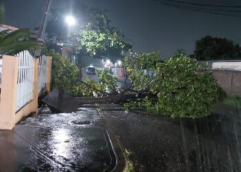 ¡Alerta en Machiques! Fuertes lluvias derriban árboles y afectan el servicio eléctrico