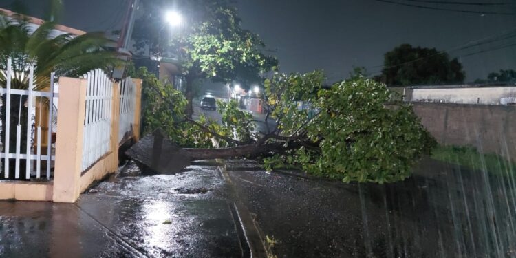 ¡Alerta en Machiques! Fuertes lluvias derriban árboles y afectan el servicio eléctrico