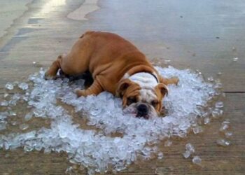 El calor extremo pone en riesgo la vida de perros y gatos (+Recomendaciones)