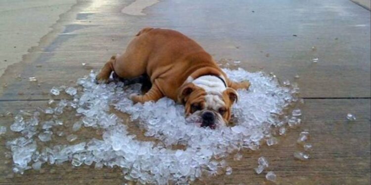 El calor extremo pone en riesgo la vida de perros y gatos (+Recomendaciones)