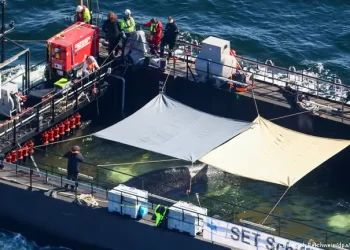 Advierten impacto del fenómeno de El Niño en las rutas de mamíferos marinos