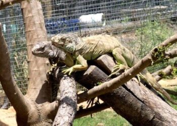 Inauguran en Cojedes un moderno reservorio para la preservación de las iguanas