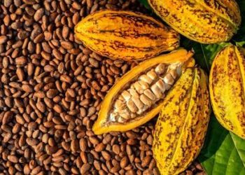 Maracaibo se convierte en vitrina económica con su I Feria Artesanal de Café, Cocuy, Cacao y Miel
