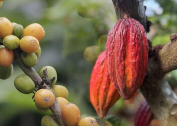 Más de 80 marcas participan en la feria artesanal Café Cacao Cocuy y Miel