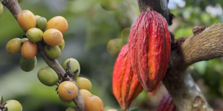 Más de 80 marcas participan en la feria artesanal Café Cacao Cocuy y Miel