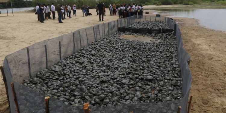 Avanza plan de conservación con la liberación de siete mil tortuguillos en Bolívar