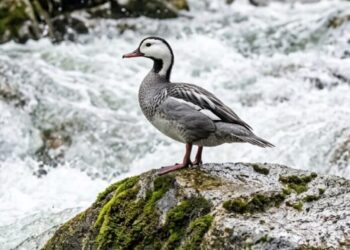 El Pato de Torrentes estaría en peligro de extinción ante destrucción de su ecosistema