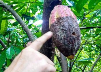 El hongo «escoba de bruja» impacta severamente y reduce un 40% la cosecha de cacao