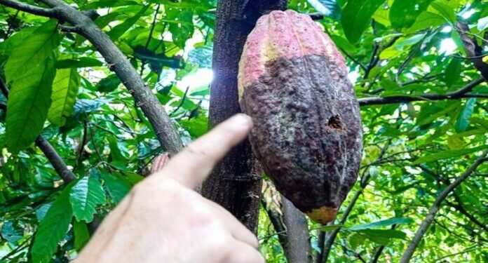 El hongo «escoba de bruja» impacta severamente y reduce un 40% la cosecha de cacao
