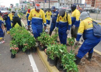 Transformación urbana: Alcaldía de Maracaibo siembra árboles nativos para recuperar áreas verdes