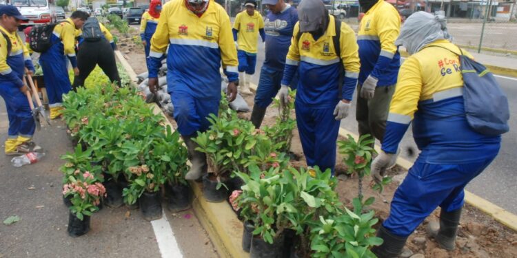 Transformación urbana: Alcaldía de Maracaibo siembra árboles nativos para recuperar áreas verdes
