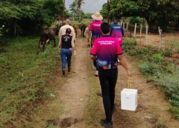 Alcaldía de Maracaibo inicia vacunación de 4.700 bovinos contra la fiebre aftosa