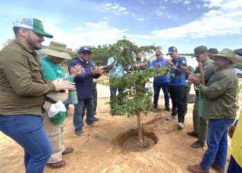 Maracaibo impulsa una nueva ordenanza para fortalecer la arborización urbana