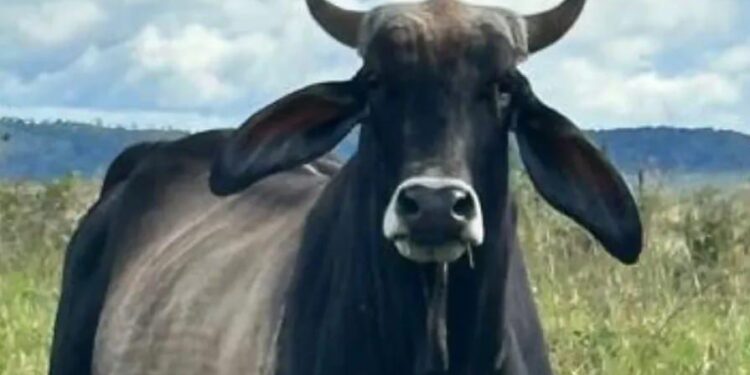 Agropecuaria La Pica Riada, miembro de ASOCRICA, reporta 50 % de rendimiento en canal de vacas Carora