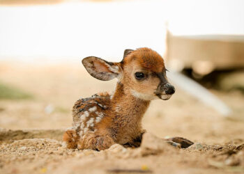 Venado cola blanca nació en el zoológico de Maracay