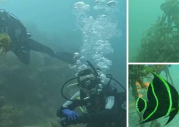 Aragua: Suelo marino de Bahía de Cata no sufrió daños durante los terremotos
