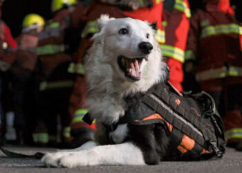 Inspirados en Tsunami: Promueven la creación de una nueva brigada canina de rescaTE