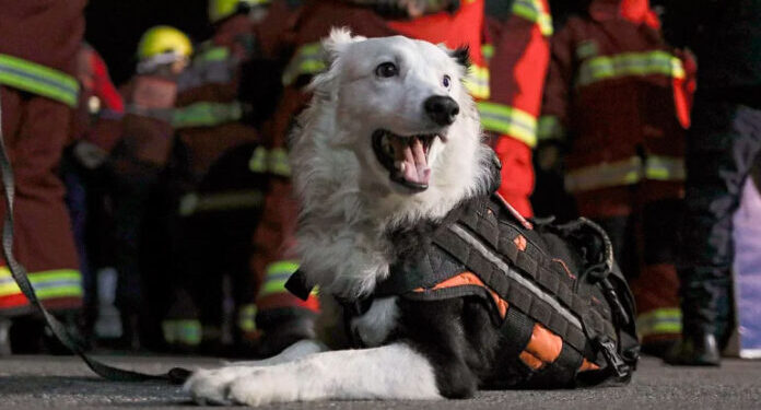 Inspirados en Tsunami: Promueven la creación de una nueva brigada canina de rescaTE